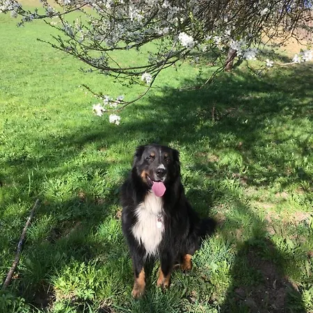 Appartement Tramontana *